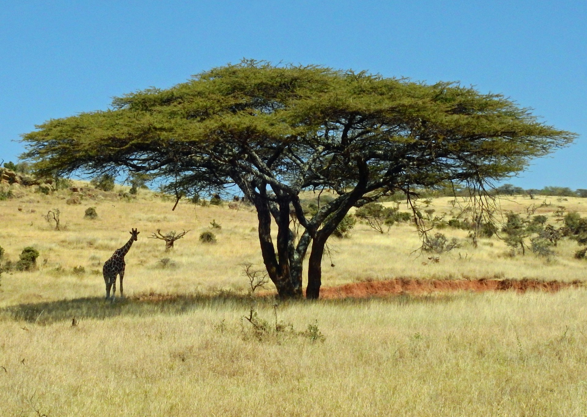 10 Days Serengeti Migration Scenic Sharing Safari Track