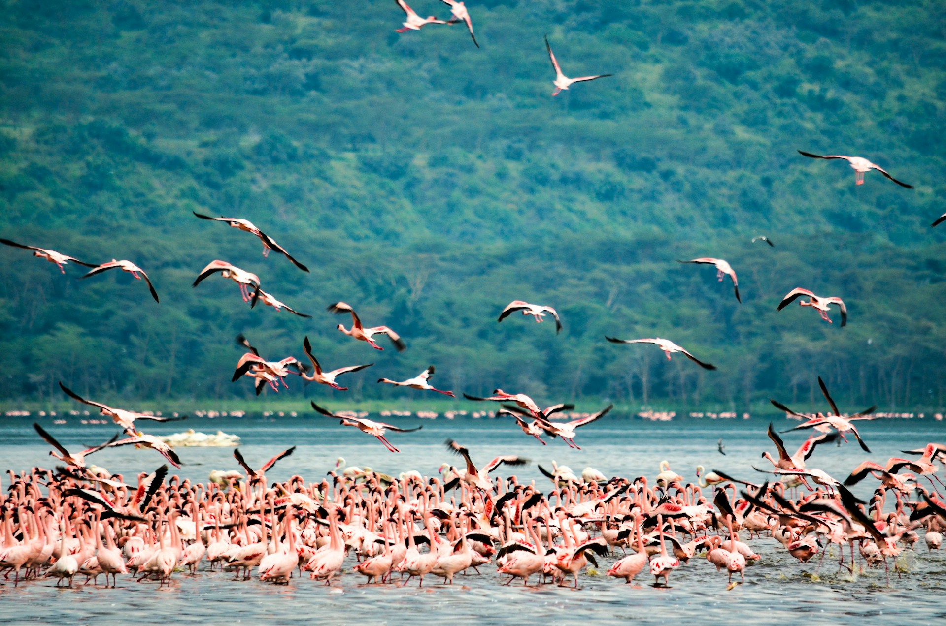 8 Days Serengeti Great Migration Peak River Crossing Tracker
