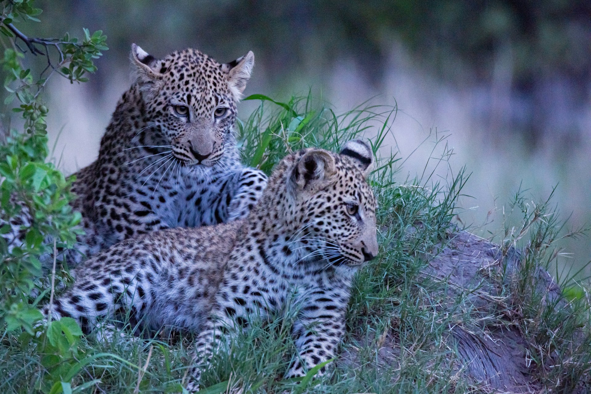 7 Days Complete Tanzania 4-Park Safari Layout