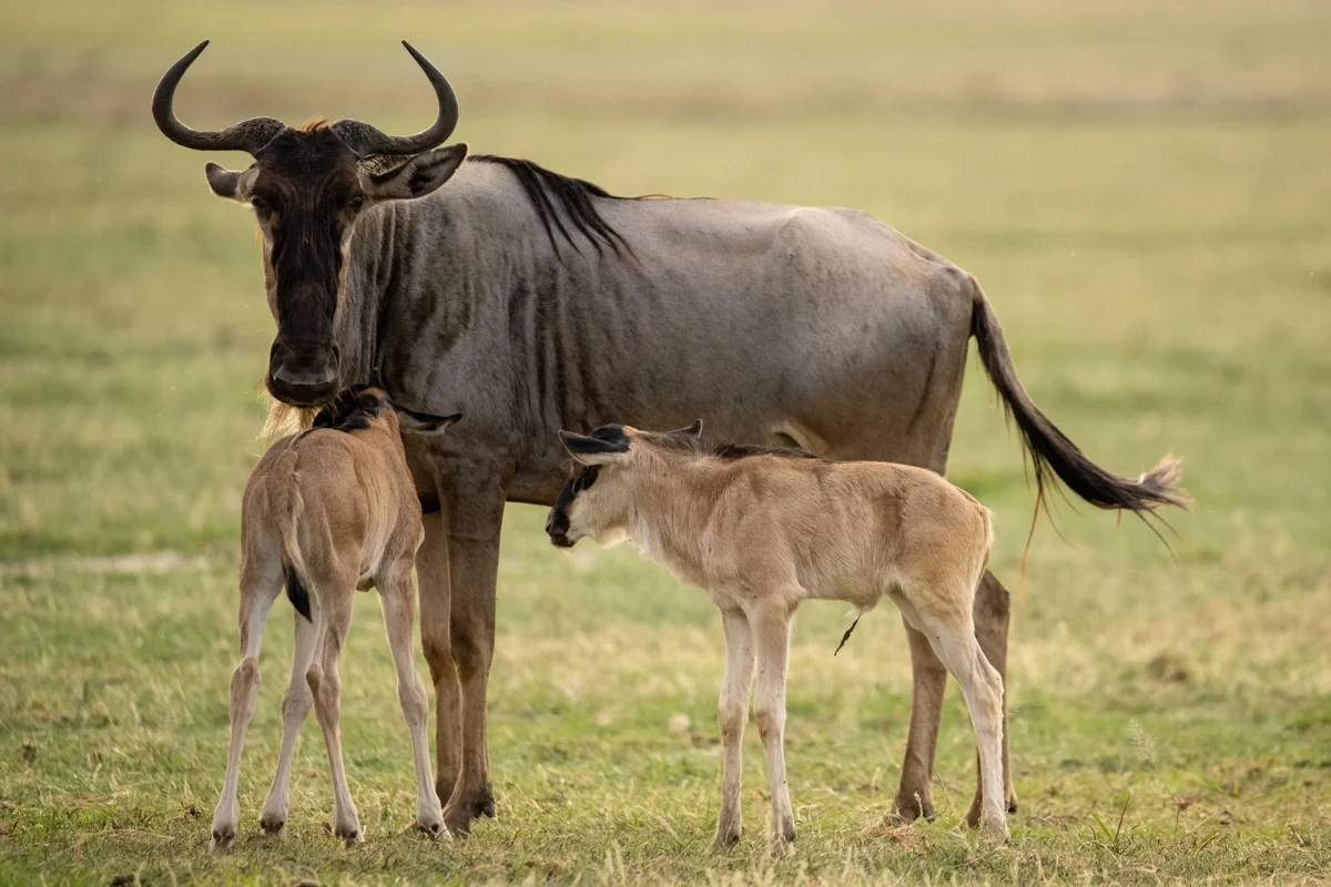 Wildebeest herds scattered across the Ndutu plains
