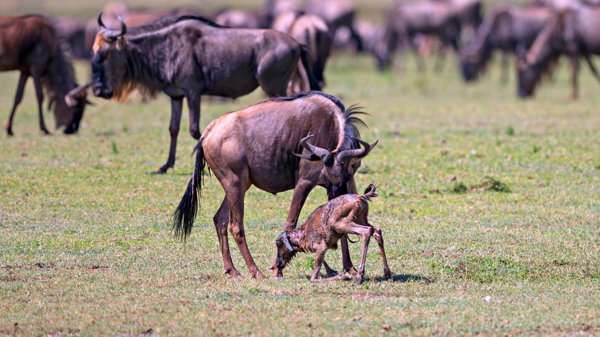 4 Days Serengeti Great Migration Calving Season Sharing Safari