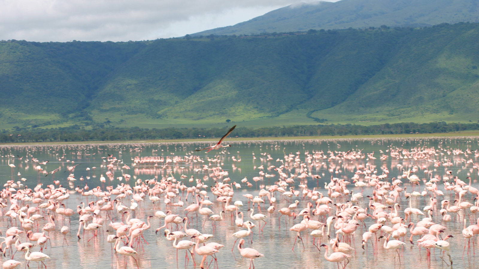 Lake Magadi inside Ngorongoro Crater filled with flamingos