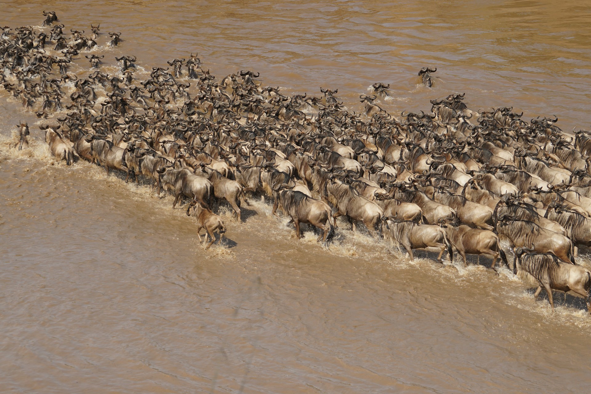 7 Days Aya Sophia Wildlife Villa Complete Safari Track