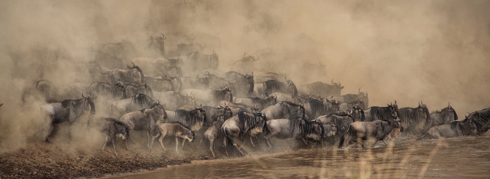 7 Days Serengeti Great Migration Calving Seasonal Sharing Tracker