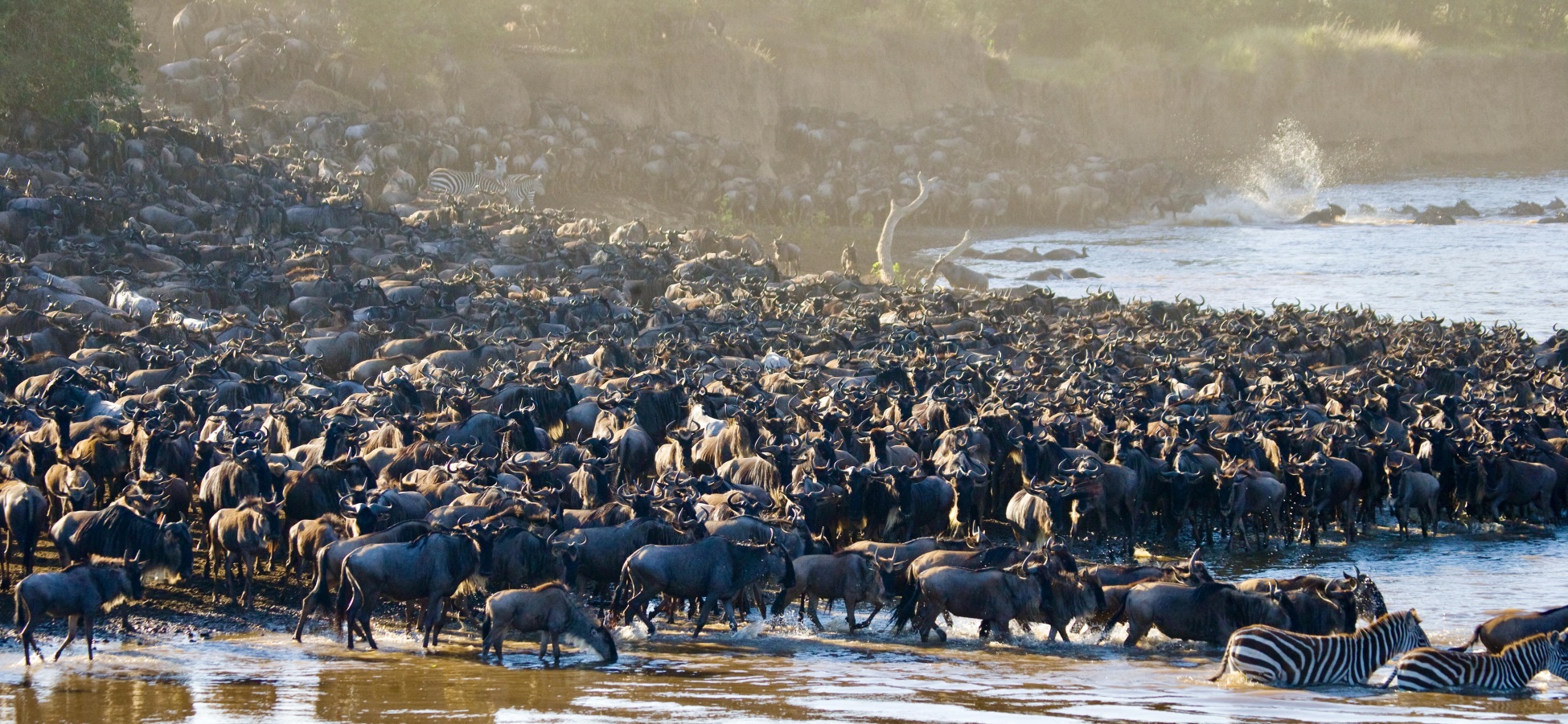 6 Days Migration Safari Tarangire Ngorongoro Serengeti — tracking the wildebeest herds across Tanzania