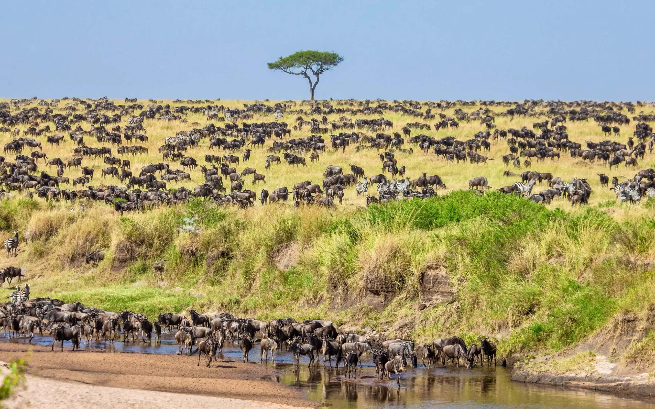 Kogatende Northern Serengeti Mara River crossings