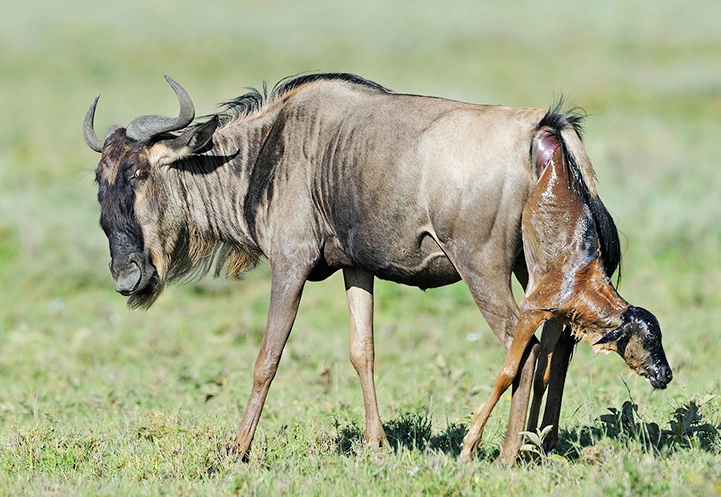 Ndutu Southern Serengeti calving season wildebeest