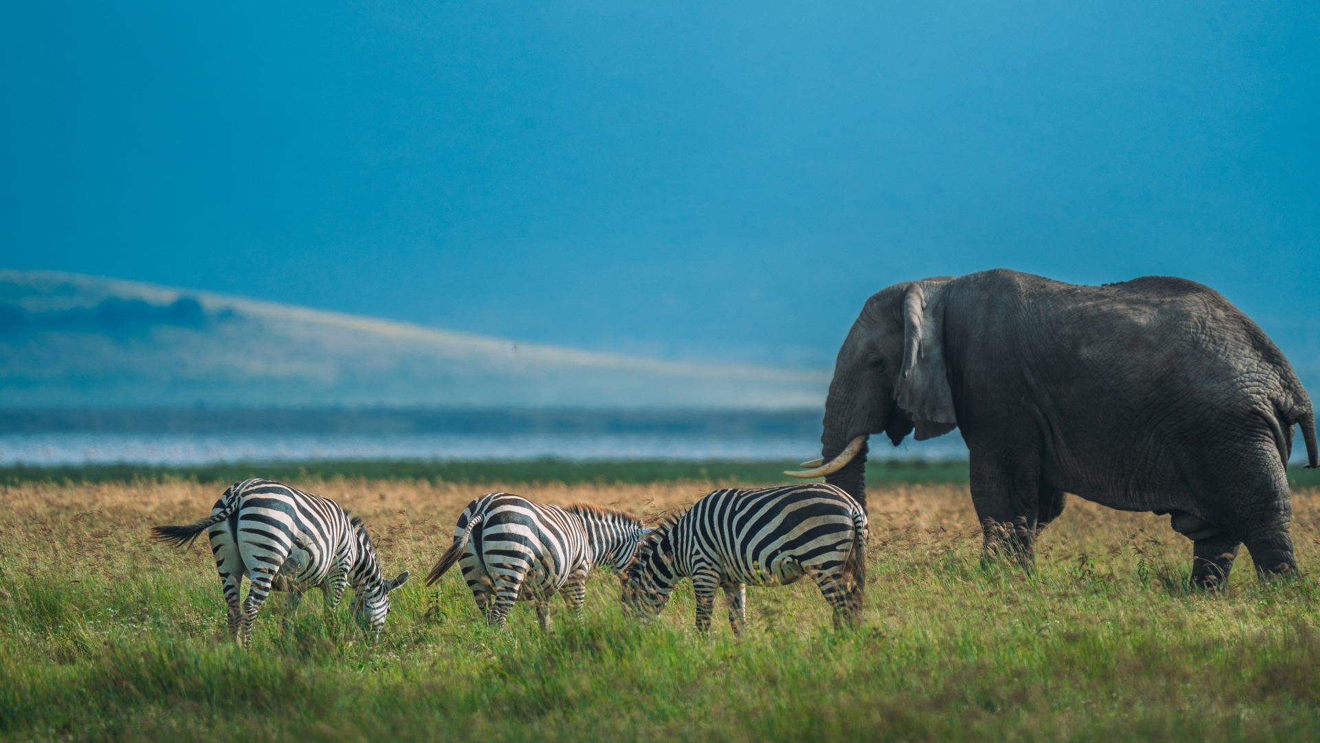 Ngorongoro Crater Day Trip — full single day volcanic caldera floor safari