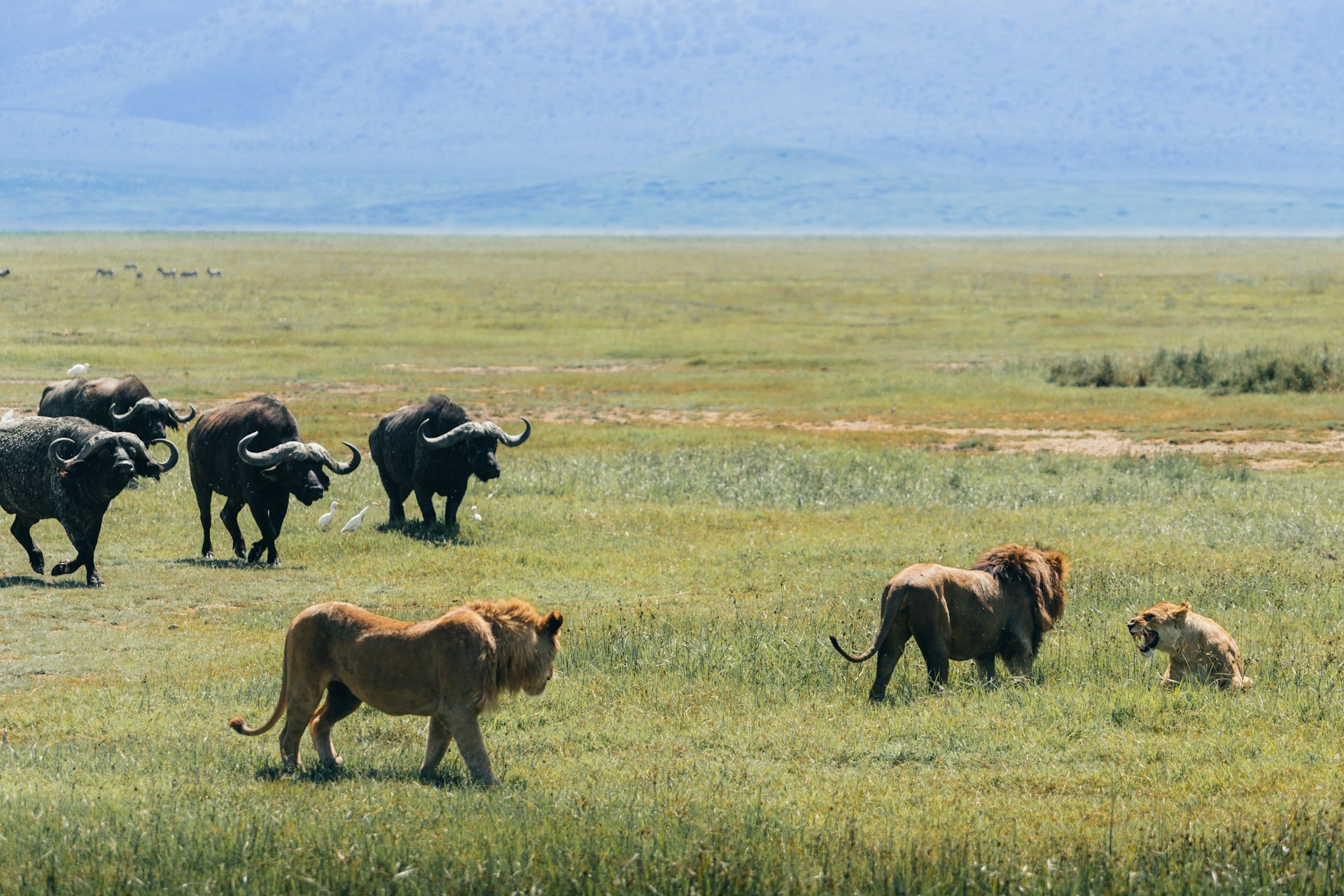 8 Days Serengeti Great Migration Senior Safari Layout