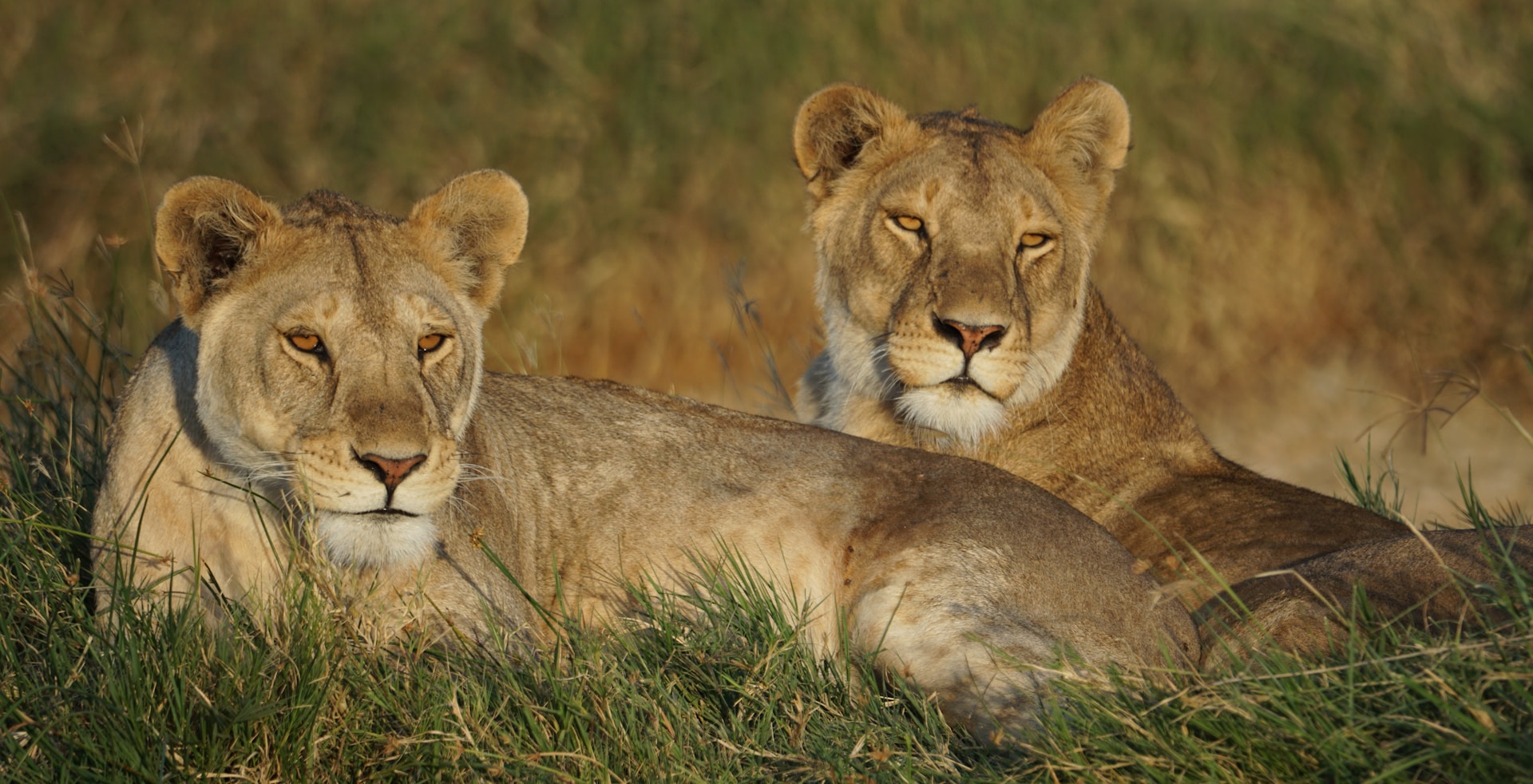 7 Days Serengeti Great Migration Overland Loop