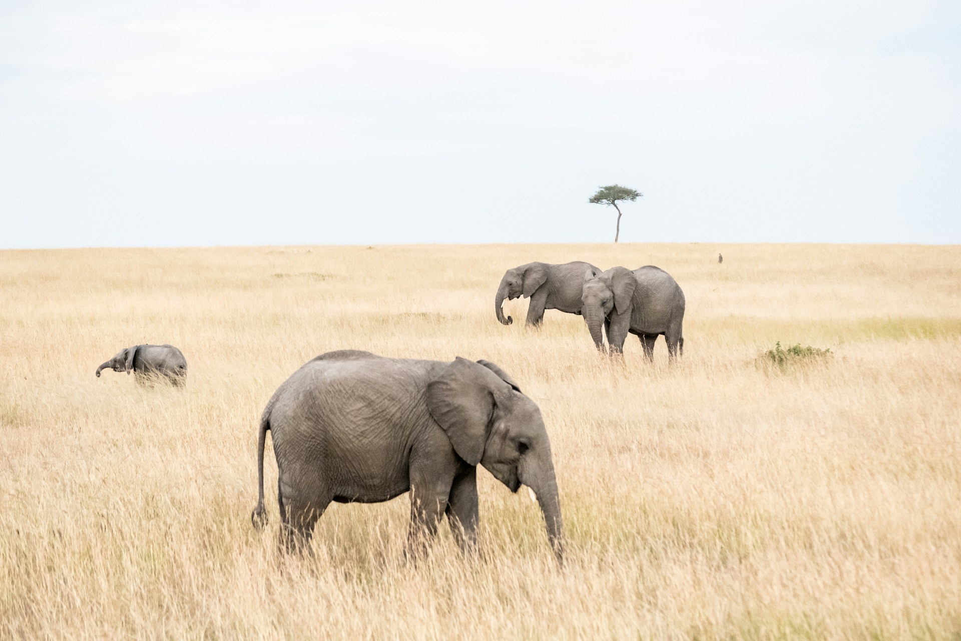 10 Days Serengeti Great Migration River Crossing Sharing Safari