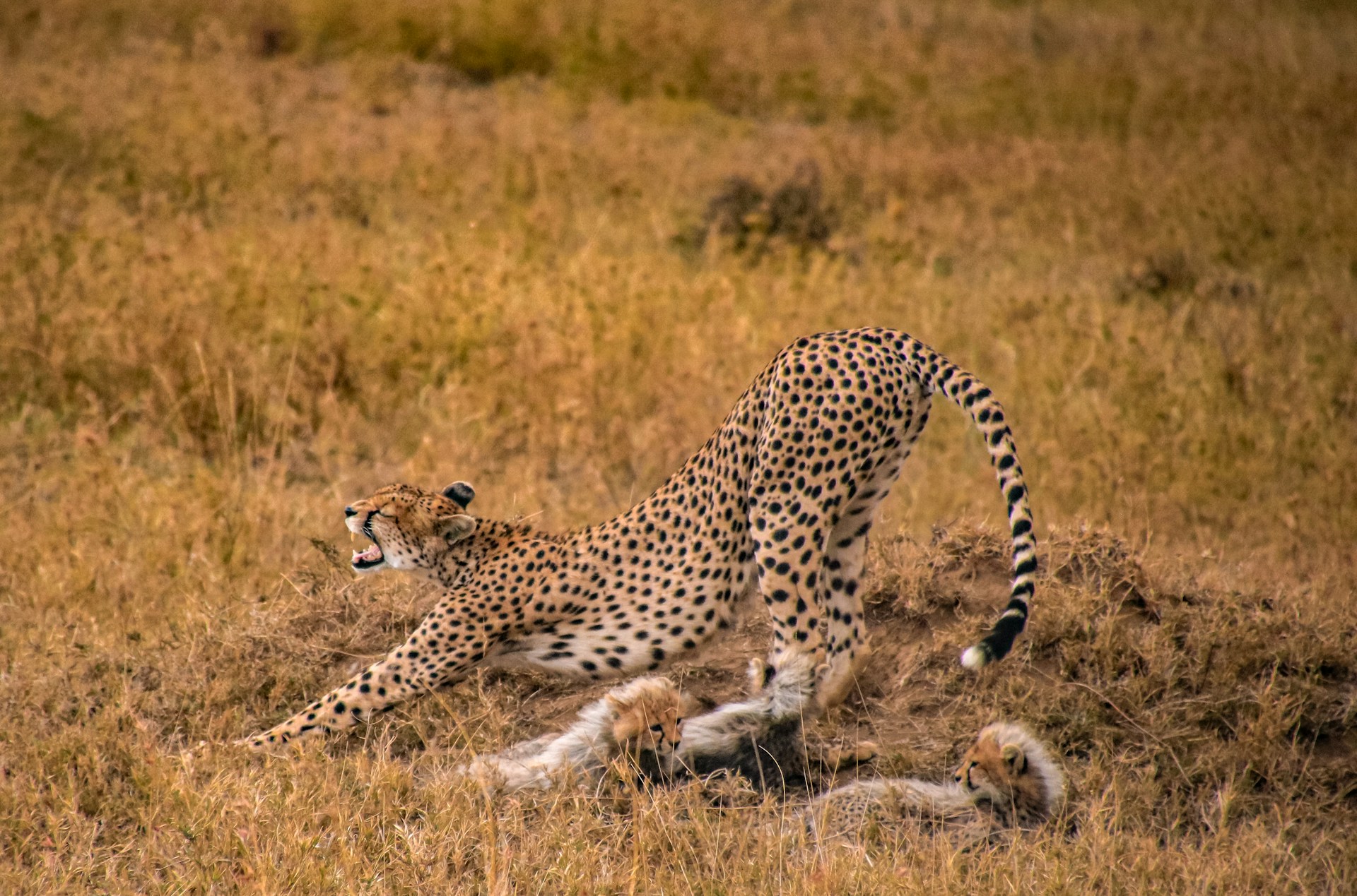 4 Days Serengeti and Ngorongoro Luxury Sharing Safari Layout