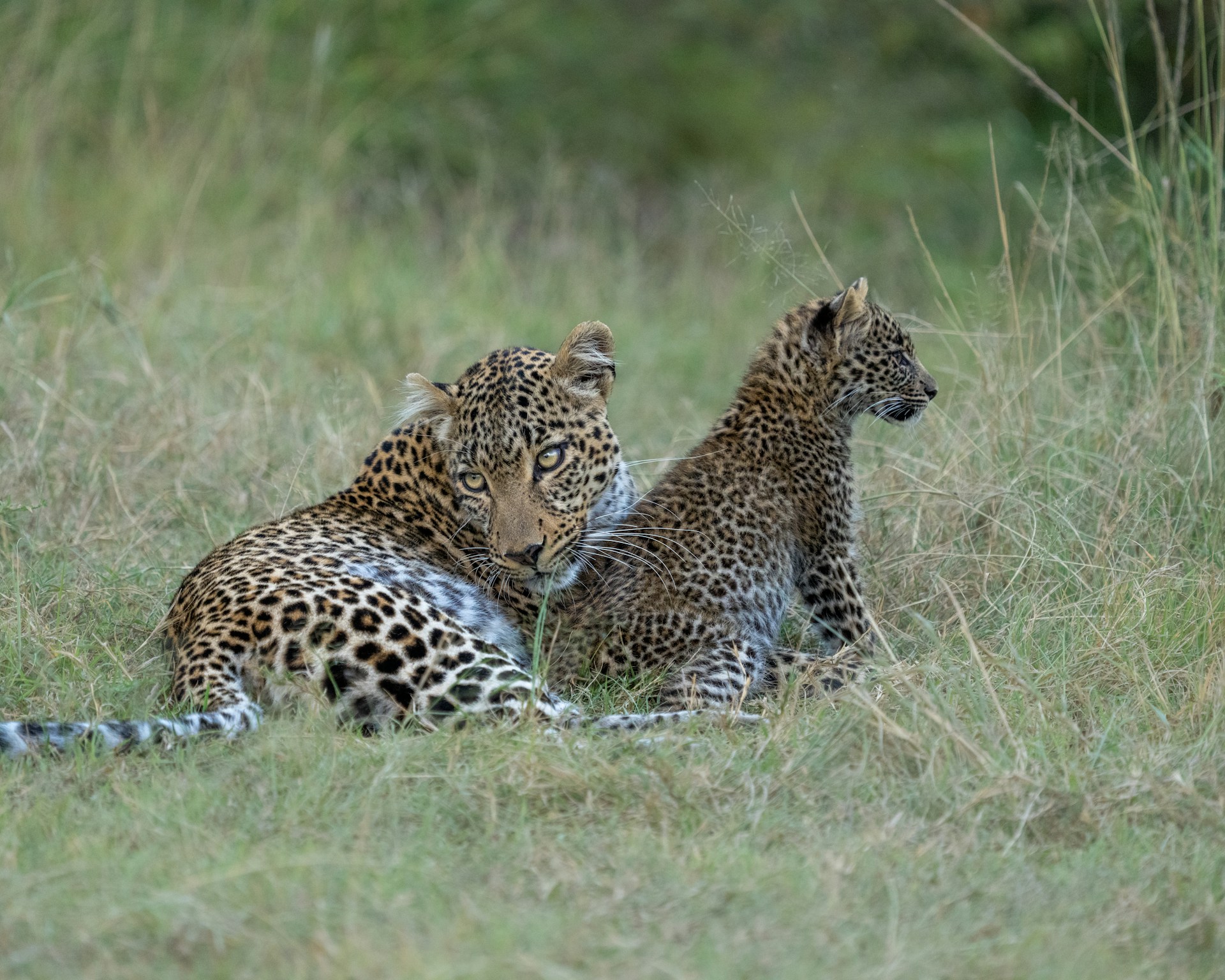 7 Days Serengeti Migration Calving Dedicated Track