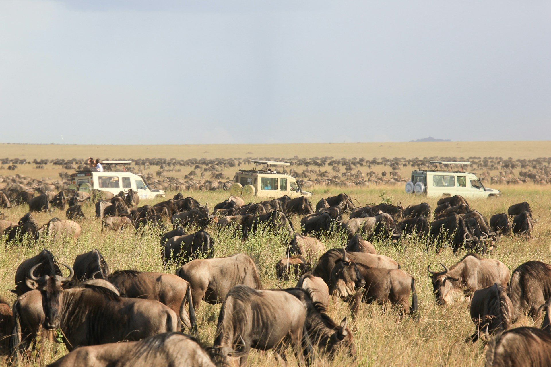 10 Days Serengeti Migration Family Safari Track Setup