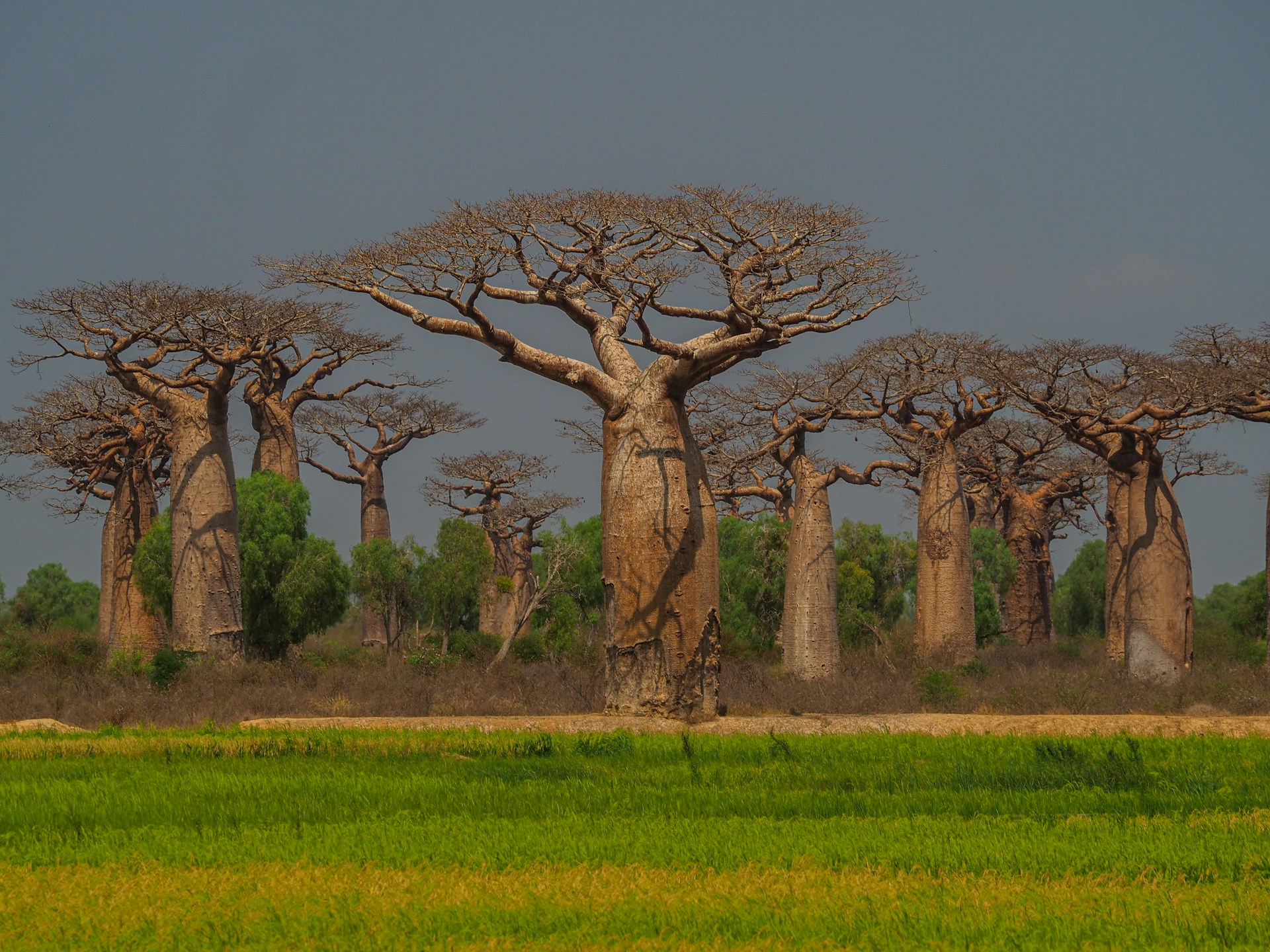 7 Days Tanzania Classic Senior Sharing Safari Portfolio Layout