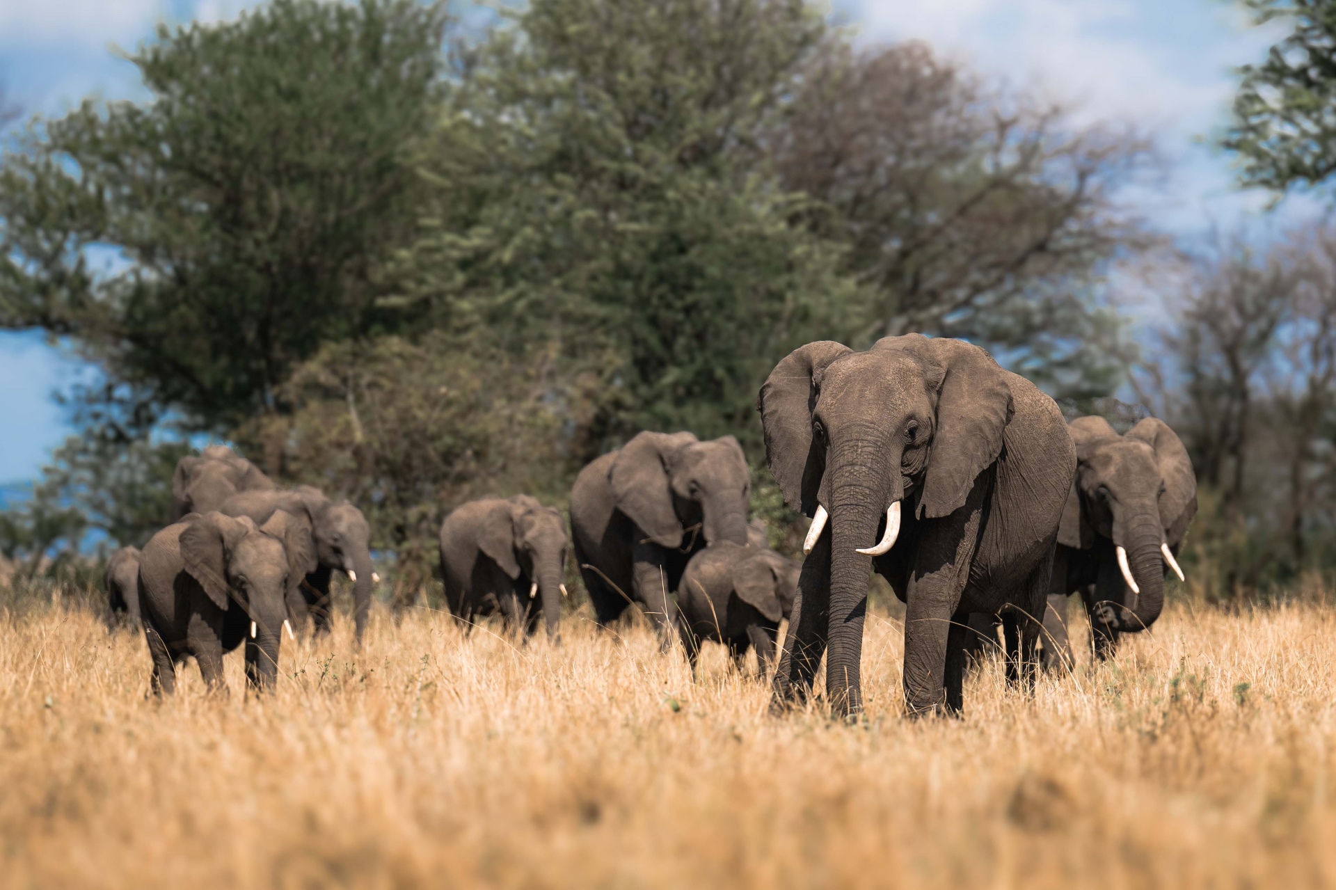 2 Days Tarangire and Ngorongoro Crater — overnight short safari overview