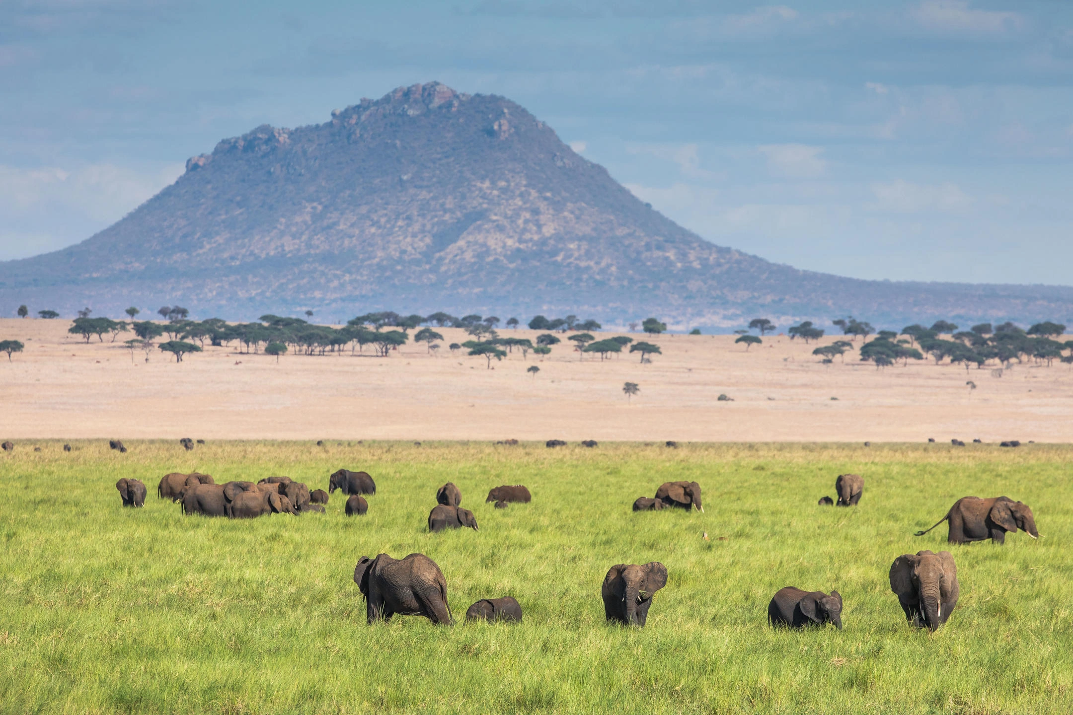 Wildlife gathering near the Tarangire River basin